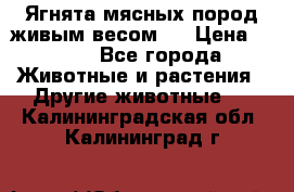 Ягнята мясных пород живым весом.  › Цена ­ 125 - Все города Животные и растения » Другие животные   . Калининградская обл.,Калининград г.